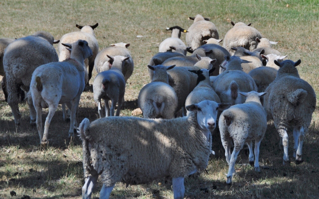 sheep